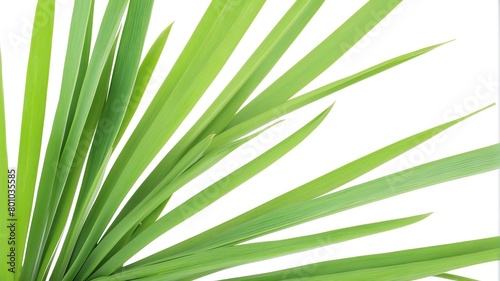 closeup of lemongrass leaves on plain white background from Generative AI