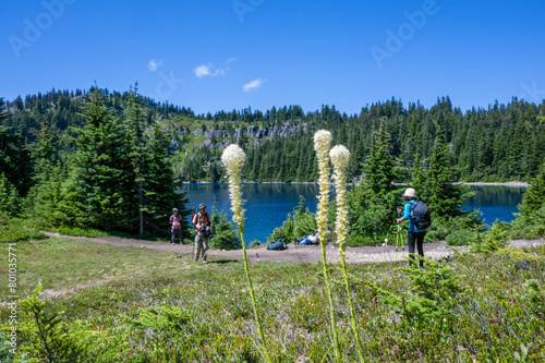 Bear Grass wildflowers (Xerophyllum tenax) in full bloom. Backpackers taking a break by Summit Lake. Mount Rainier National Park. Washington State.