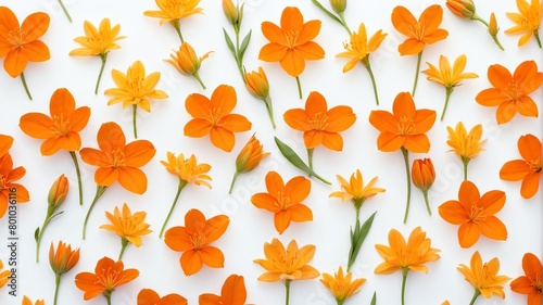 closeup of orange spring flowers on plain white background from Generative AI