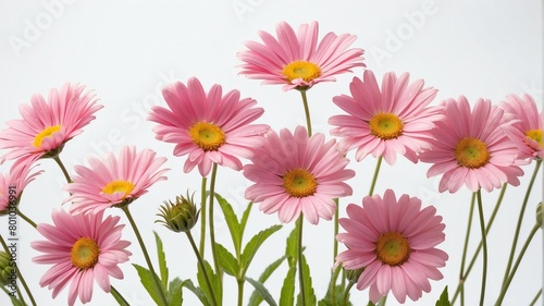 closeup of pink daisy flowers on plain white background from Generative AI © Arceli