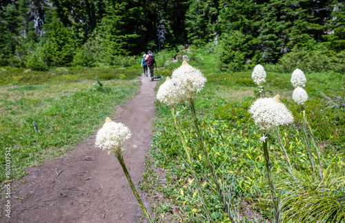 Bear Grass wildflowers (Xerophyllum tenax) in full bloom. Mount Rainier National Park. Washington State.