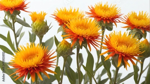 closeup of safflower flowers on plain white background from Generative AI