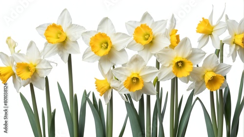 closeup of spring daffodils flowers on plain white background from Generative AI