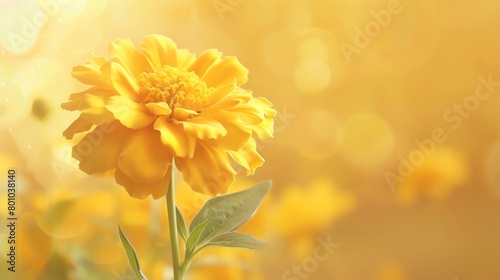 Single marigold, soft yellow backdrop, natural health magazine cover, soft diffuse light, closeup angle © Kulvarin
