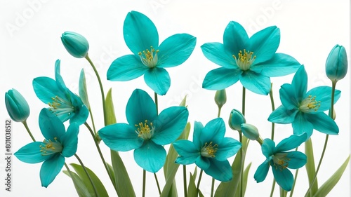 closeup of teal spring flowers on plain white background from Generative AI