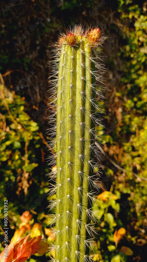 Naklejka premium Organ Pipe cactus or Stenocereus thurberi Plant