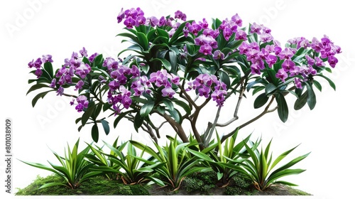 Tropical plant orchid flower bush shrub tree isolated on white background with clipping path A white-background garden featuring an isolated rock  greenery  and colorful flowers is showcased 