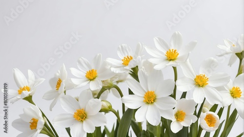 closeup of white spring flowers on plain white background from Generative AI