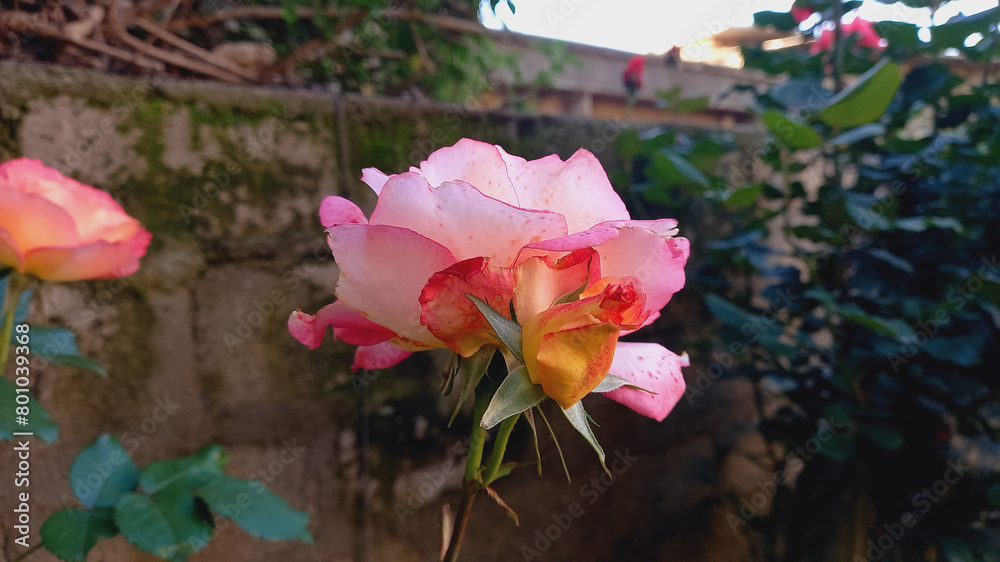 Rose flowers of spring garden
