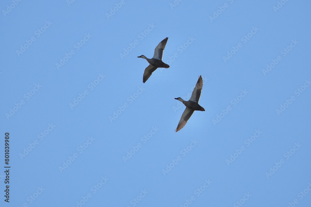 eurasian spot billed duck in a field eurasian spot billed duck in a field