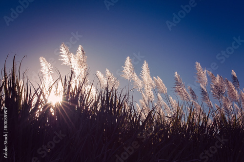 sunlight over sugarcane flowers, star rays, silhouette of cane, farm farming, blue clear sky, copy space, diet nutrition food photo