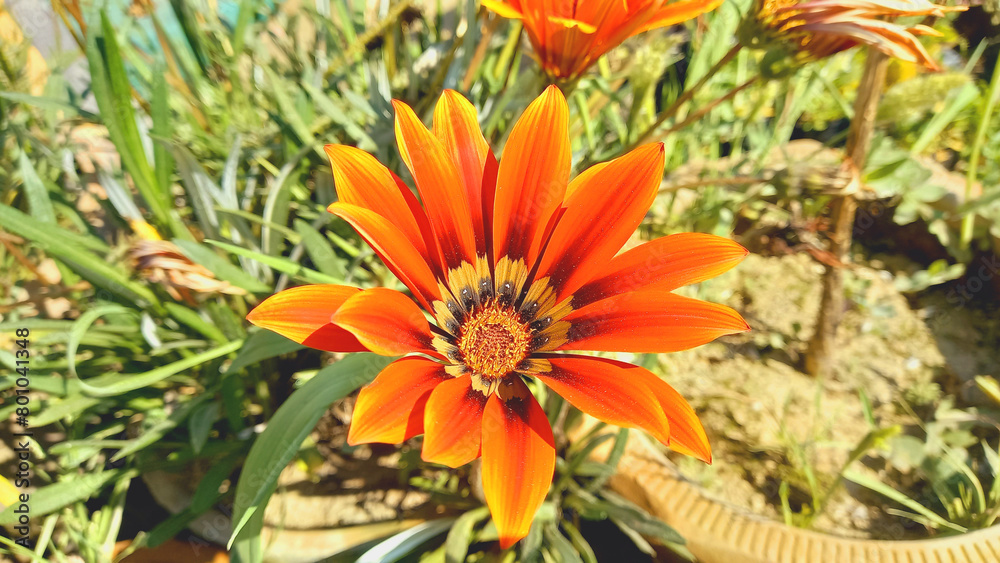 Syn. G. Splendens, Treasure Flower or Gazania Linearis Natural flower
Syn. G. Splendens, Treasure Flower or Gazania Linearis Natural flower