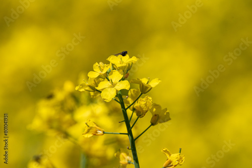 Vivid close-up of yellow rapeseed flowers in full bloom