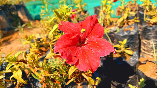 Red Petunia, Grandiflora or Atkinsiana
 photo