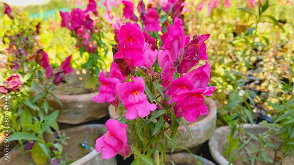 Pink Snap Dragon, Antirrhinum majus, Lion's Mouth or Calf snout
