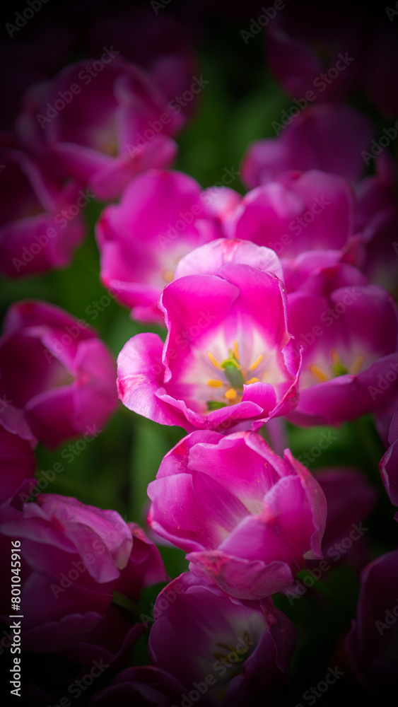 Pruple Blossoms in Soft Focus Pruple Blossoms in Soft Focus