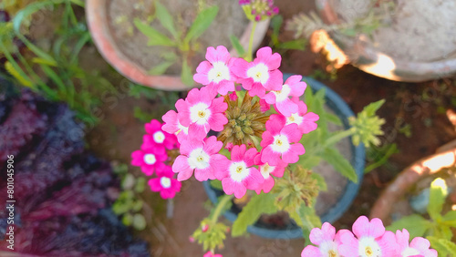 Garden flowers of Primula Vulgaris or Primrose
 photo