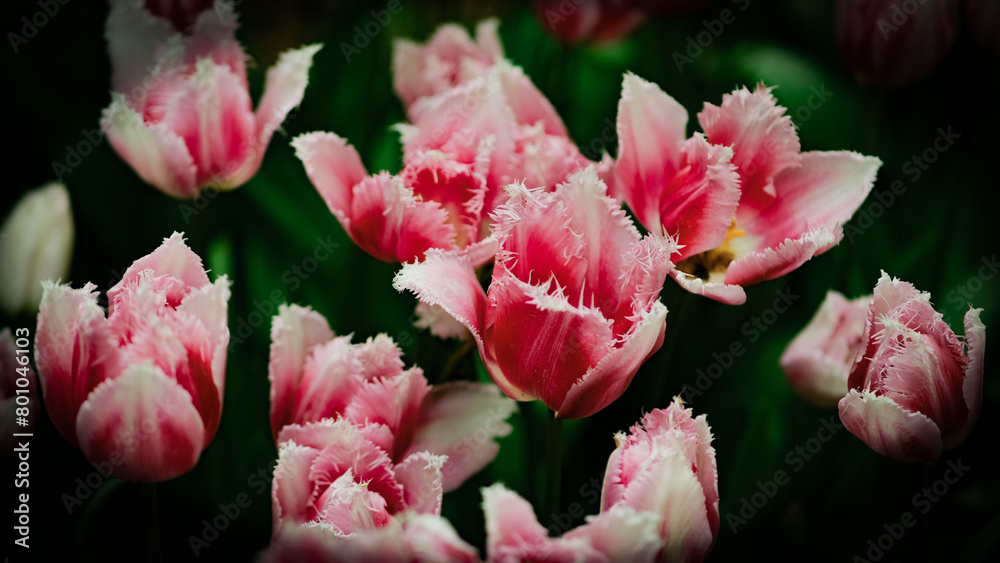 Pink and White Blossoms in Soft Focus