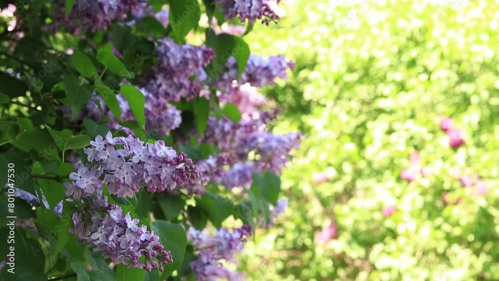 Lilac flowers, close-up, inflorescence. Lilac blossom on a sunny day in the park. Lilac bush in full bloom. Beautiful lilac flowers, spring natural background Lilac flowers, close-up, inflorescence. Lilac blossom on a sunny day in the park. Lilac bush in full bloom. Beautiful lilac flowers, spring natural background