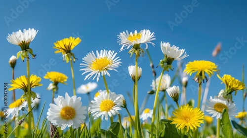 A field full of white and yellow flowers, including spring daisies and yellow dandelions, under a bright sun in a meadow © Ilia Nesolenyi