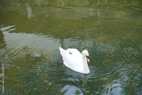 Fototapeta Naklejka Na Ścianę i Meble -  White Swan Floating on Kurashiki River in Okayama, Japan - 日本 白鳥
