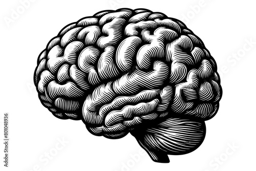 Human brain monochrome clip art. Vector illustration