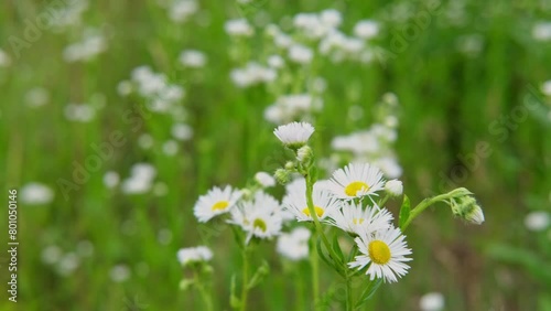White daisy field. field of white daisies in the wind swaying close up. Concept: nature, flowers, spring, biology photo