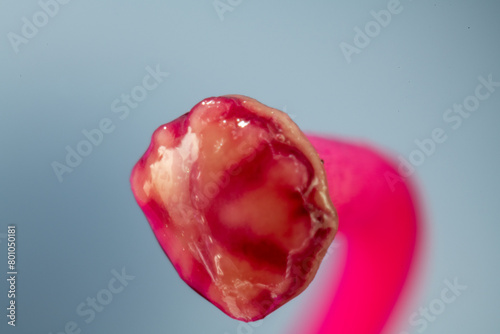 Stigma of pistil of azalea （Rhododendron）