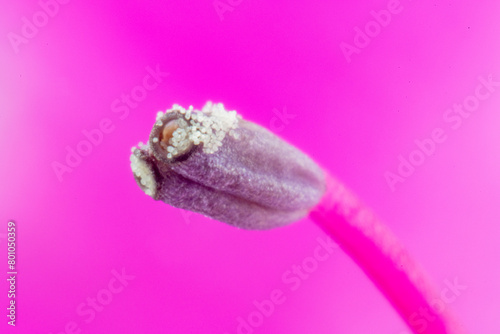 Obraz na płótnie Stamen and pollen of azalea (Rhododendron) w salonie