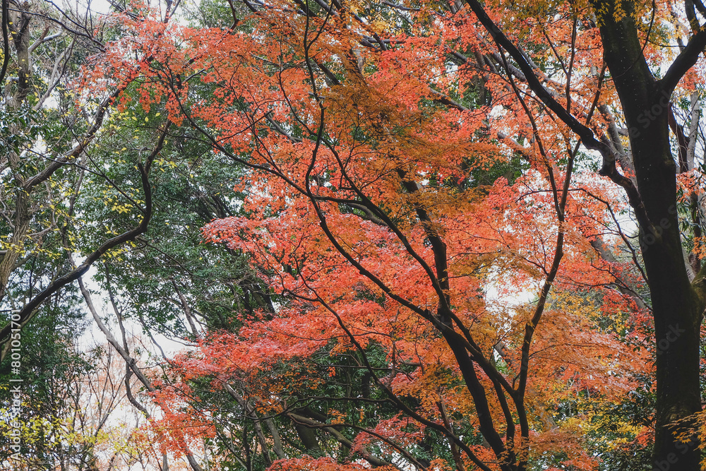 Red leaves around Mount Fuji in the autumn on daytime at Kawaguchiko lake