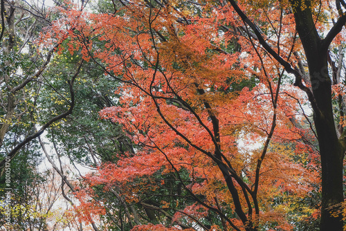 Red leaves around Mount Fuji in the autumn on daytime at Kawaguchiko lake