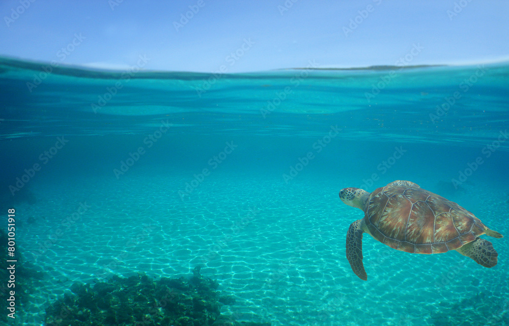 a green turtle on a caribbean island