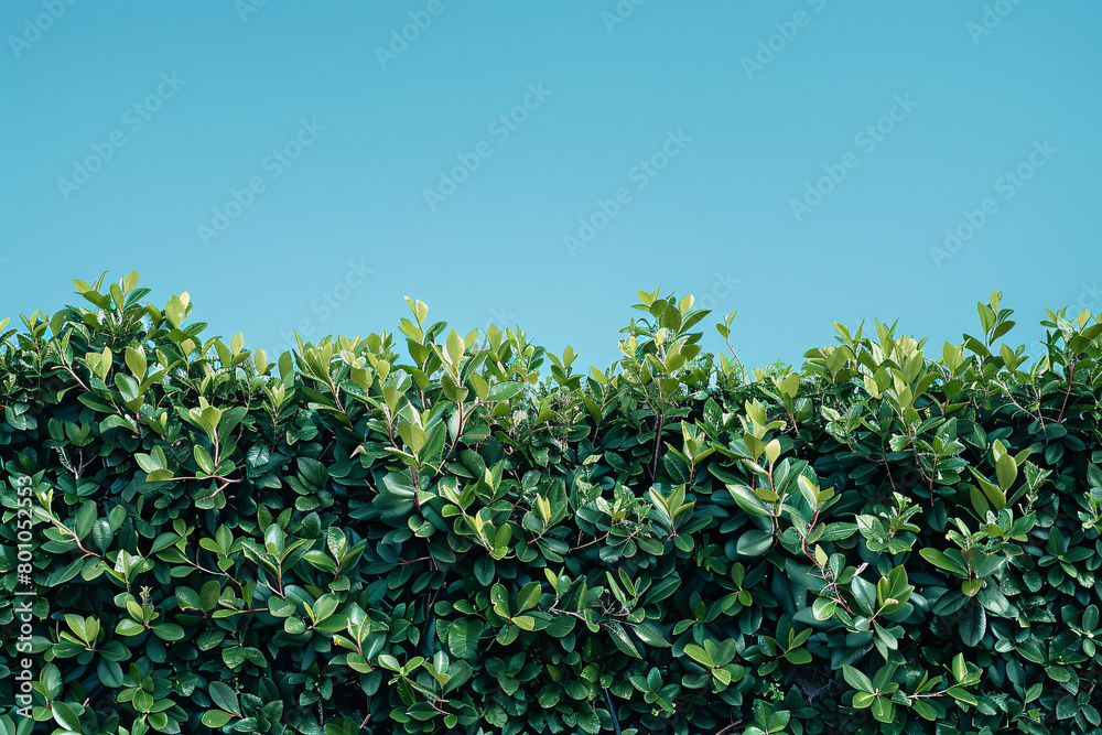 Green hedge on a bright blue sky background