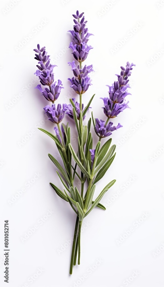 Obraz premium A photo of lavender flowers on a white background.