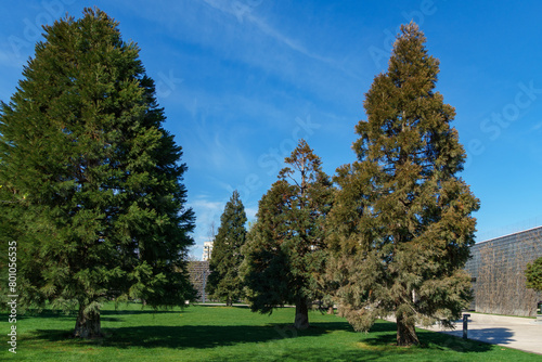 Beautiful evergreen Sequoiadendron giganteum (Giant sequoia or giant redwood) in city Park Krasnodar. Public landscape 'Galitsky park' in sunny spring 2024. photo