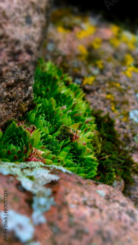 vegetation on stone
