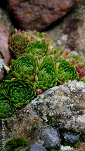 vegetation on stone