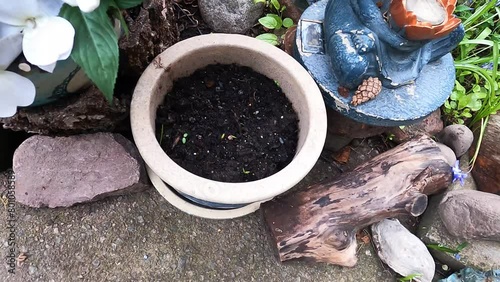 Small plants are growing in the flowerpot outside the house. A cone is next to the garden culture outside. Pieces of wood and small rocks are on the ground. photo