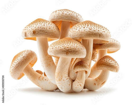 Fresh Brown Beech Mushrooms - A Fungal Delicacy for Vegetarian Cuisine. Isolated on White