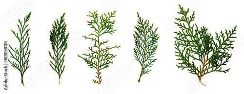 Cypress leaves collection. Isolated design element on the transparent background.