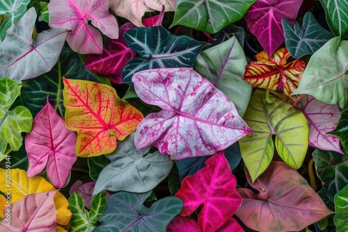 Angel Wings Caladiums - Colorful Foliage of Stunning Caladiums with Angel Wing-Shaped Leaves photo