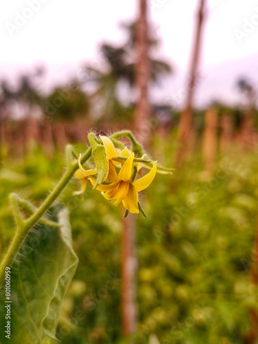 Tomato flowers will become fruit in the garden