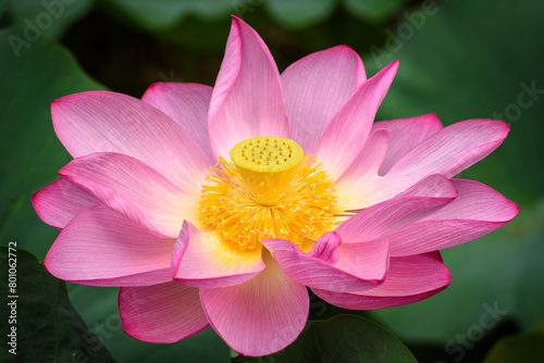 A lotus flower in full bloom.