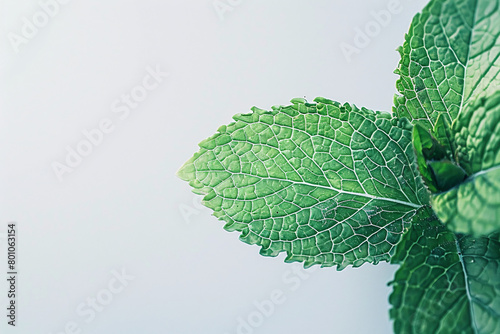 fresh green mint leaf with visible veins against a light background photo