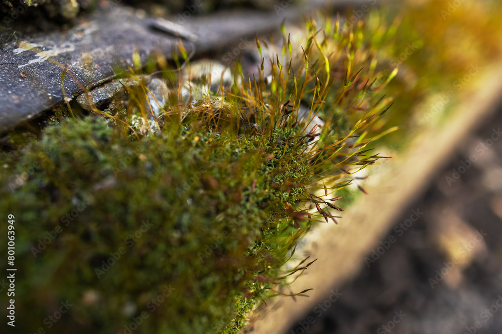 Beautiful Bright Green moss grown up cover the rough stones and on the floor in the forest. Beautiful Bright Green moss grown up cover the rough stones and on the floor in the forest.
