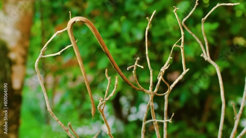 Malagasy or Madagascar leaf nosed snake (Langaha madagascariensis) crawling on branches of a plant in Madagascar island. photo