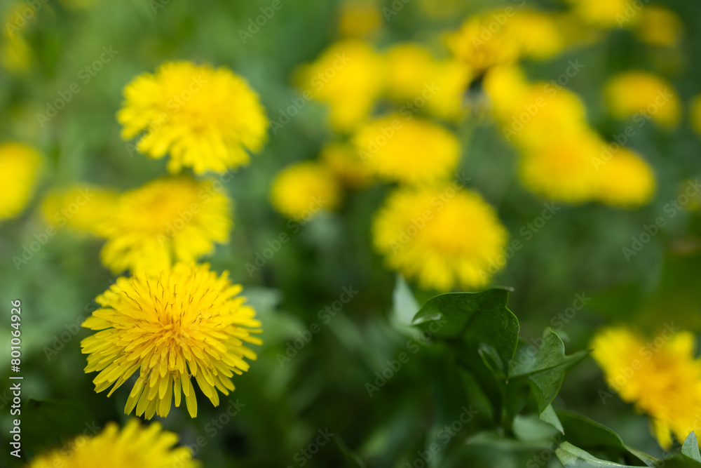 Close up of blooming yellow dandelion flowers Taraxacum officinale in garden on spring time. Close up of blooming yellow dandelion flowers Taraxacum officinale in garden on spring time.