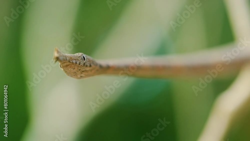 Close up of head of Langaha madagascariensis commonly known as Malagasy or madagascar leaf nosed snake. Madagascar Tropical rainforests photo