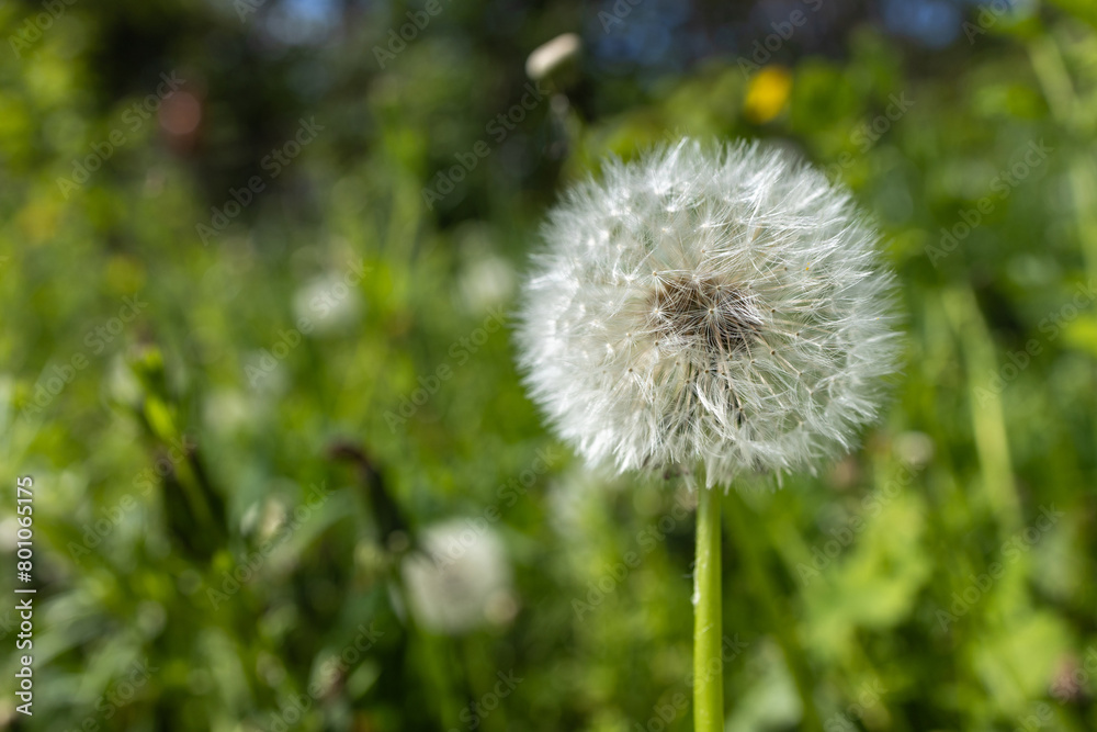 Closed Bud of a dandelion. Dandelion white flowers in green grass. Closed Bud of a dandelion. Dandelion white flowers in green grass.