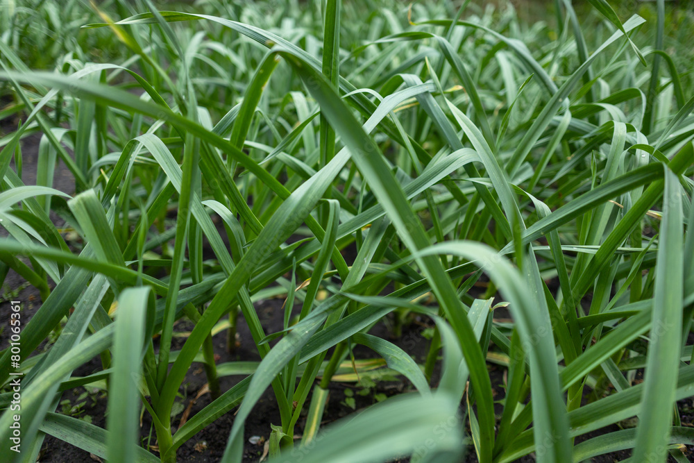 Obraz premium Green garlic grows in the ground in the spring. Organically grown plantation of garlic in the vegetable garden